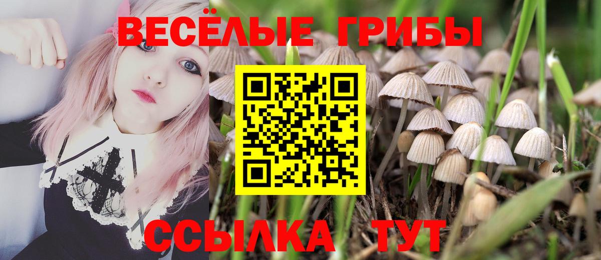 Псилоцибиновые грибы мухоморы  Псилоцибиновые грибы Cubensis  Краснознаменск  где продают   Вход с VPN 
